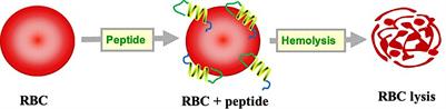 A Method for Predicting Hemolytic Potency of Chemically Modified Peptides From Its Structure